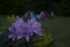 DSC_1002.JPG